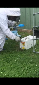 Professional Bee Hive Removal by Pest Control Expert