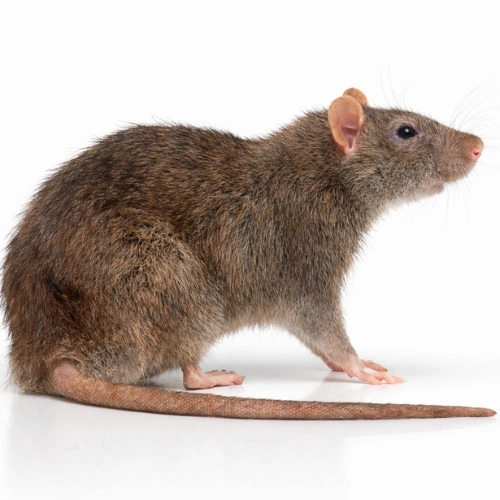 Brown Rat