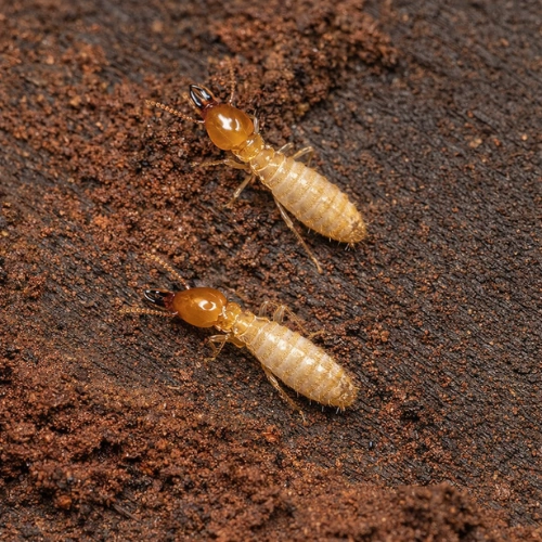 Subterranean Termites