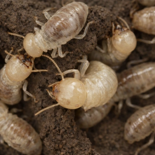 Swarm of white ants