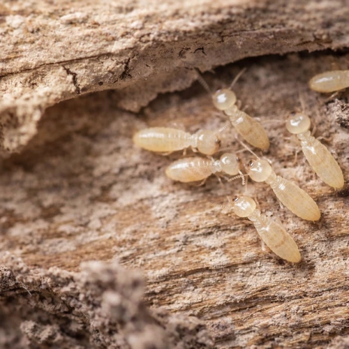 White Ant Infestation