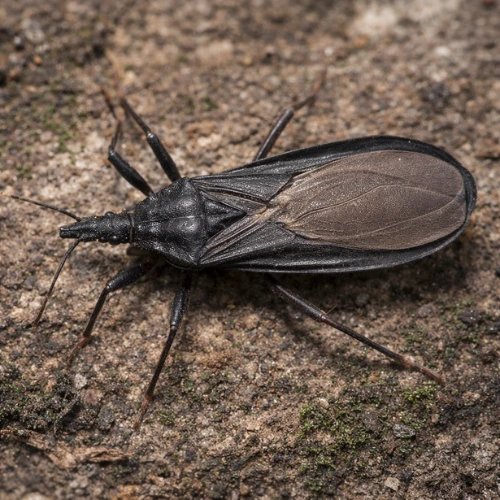 Kissing Bug Bite Prevention