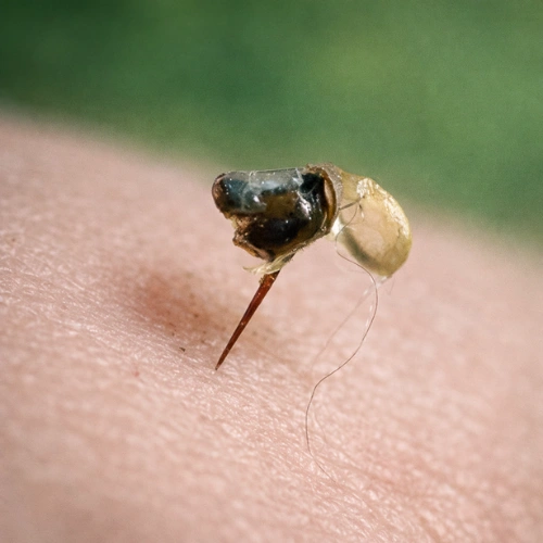 Identification of Bee Sting