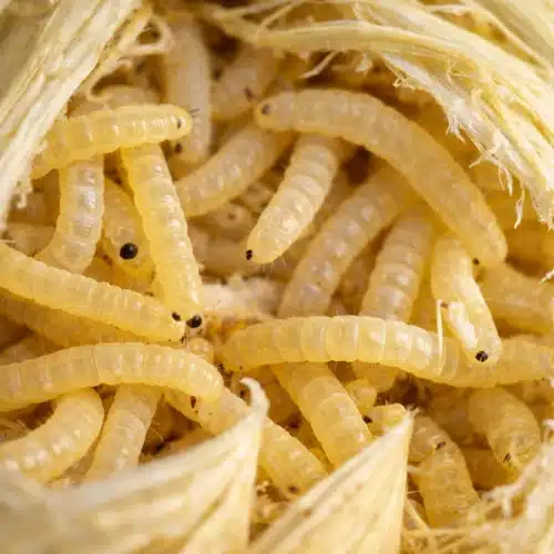 Maggots