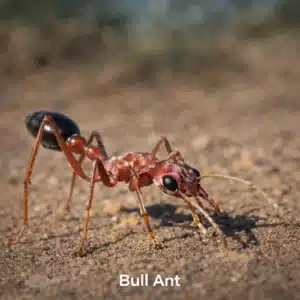 Bull ant
