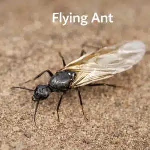 Flying Ants
