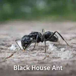 Black House Ant or Common Black Ant
