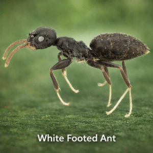 White Footed Ant
