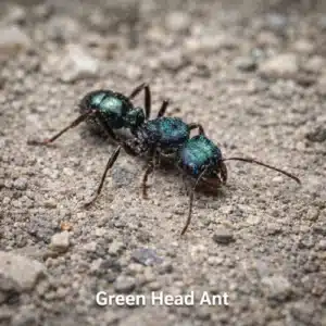 Green Head Ant