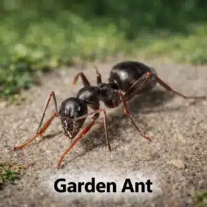 Garden Ant
