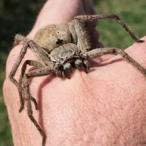 Huntsman Spiders Bite
