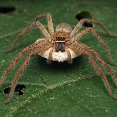 Huntsman Spider