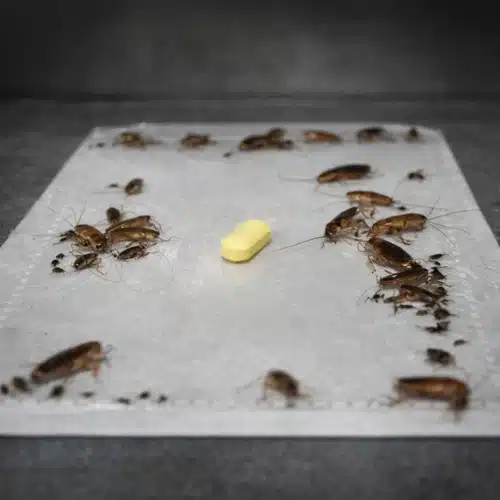 Benefits of Using Cockroach Poison Bait