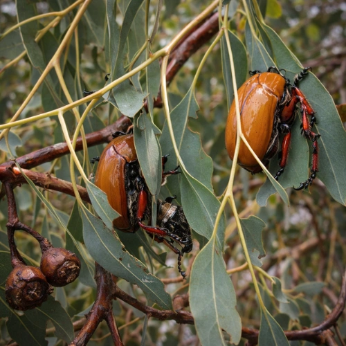 Christmas beetles in Sydney garden