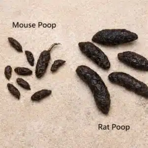 Comparison image showing the size and shape difference between mouse droppings and rat droppings on a light surface, commonly used for identifying rodent infestations in homes and businesses.