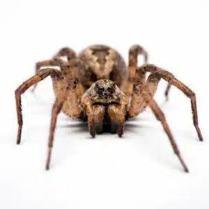 Close-up front view of a huntsman spider with long legs and a brown hairy body , spider pest control