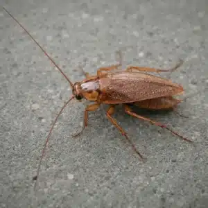 German Cockroach (Blatella germanica)