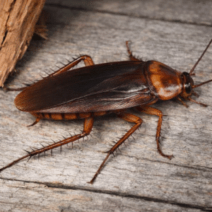 American Cockroach (Periplaneta americana)