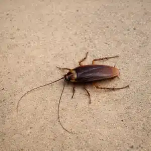 Oriental Cockroach (Blatta orientalis)