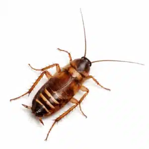 Brown Banded Cockroach (Supella longipalpa)