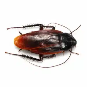 Smoky Brown Cockroach (Periplaneta fuliginosa)