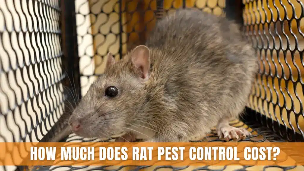 Rat Pest Control