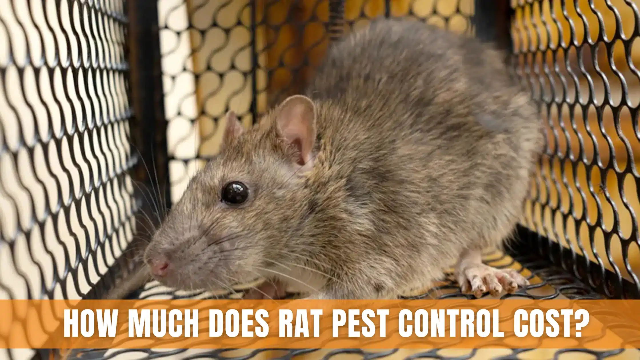 Rat Pest Control