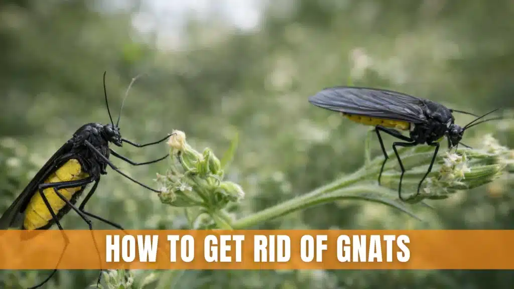 How To Get Rid of Gnats