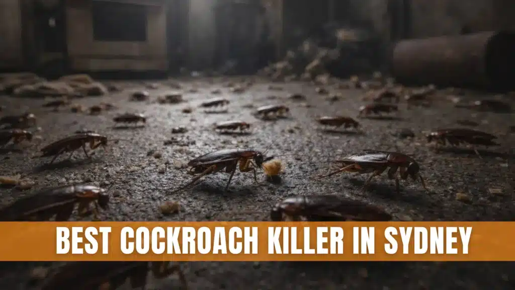 Best Cockroach Killer in Sydney