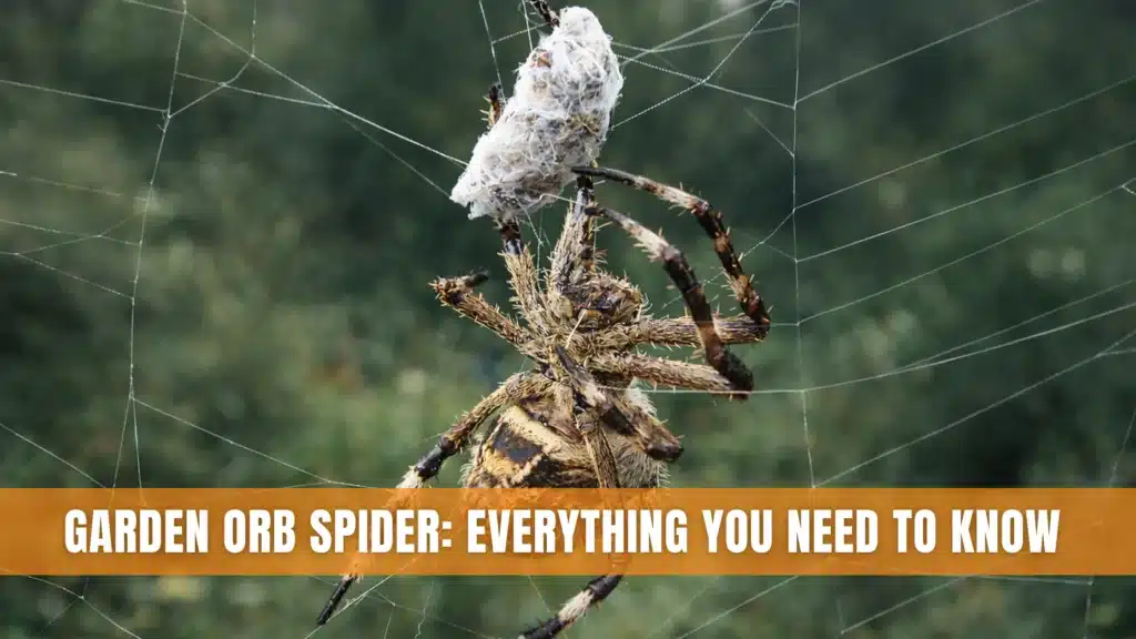 Garden Orb Spider: Everything You Need to Know