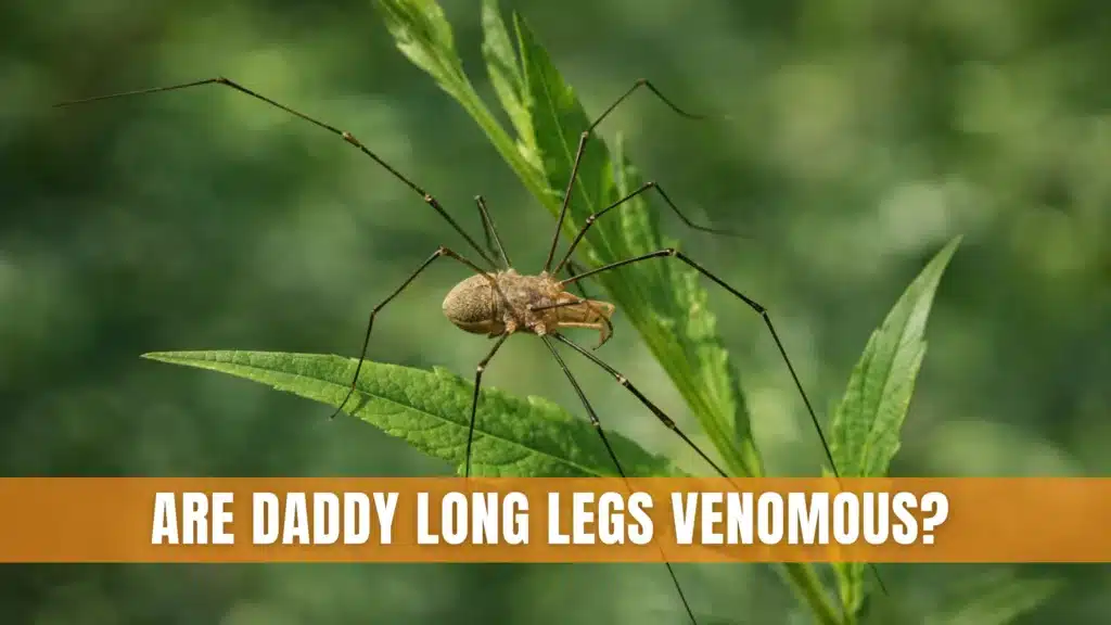 Are Daddy Long Legs Venomous