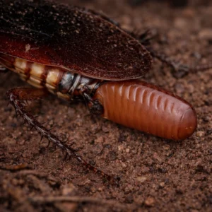 Cockroach Eggs