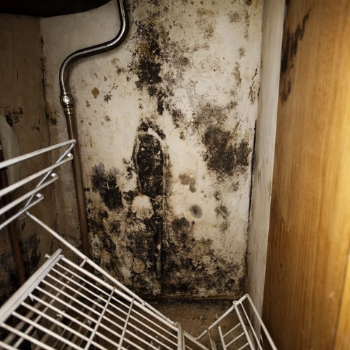 Moldy scents
