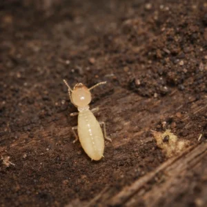 White Termites
