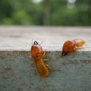 Brown (Amber) Termites
