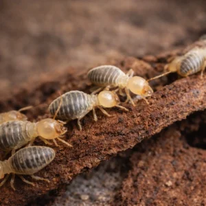 Worker Termites