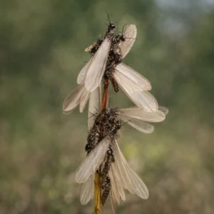 Reproductive Termites (Elates/Swarmers)