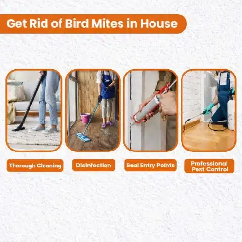 How To Get Rid Of Bird Mites Infestation