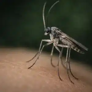 What Are Gnats?