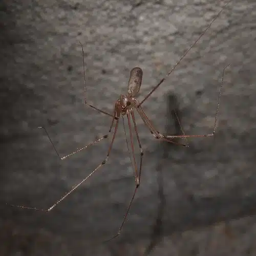 How to Get Rid Of Daddy Long Legs