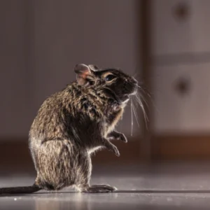 Rodent Pest Control Sydney