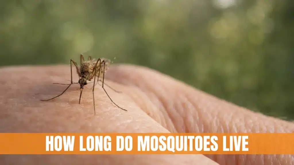 How Long Do Mosquitoes Live For