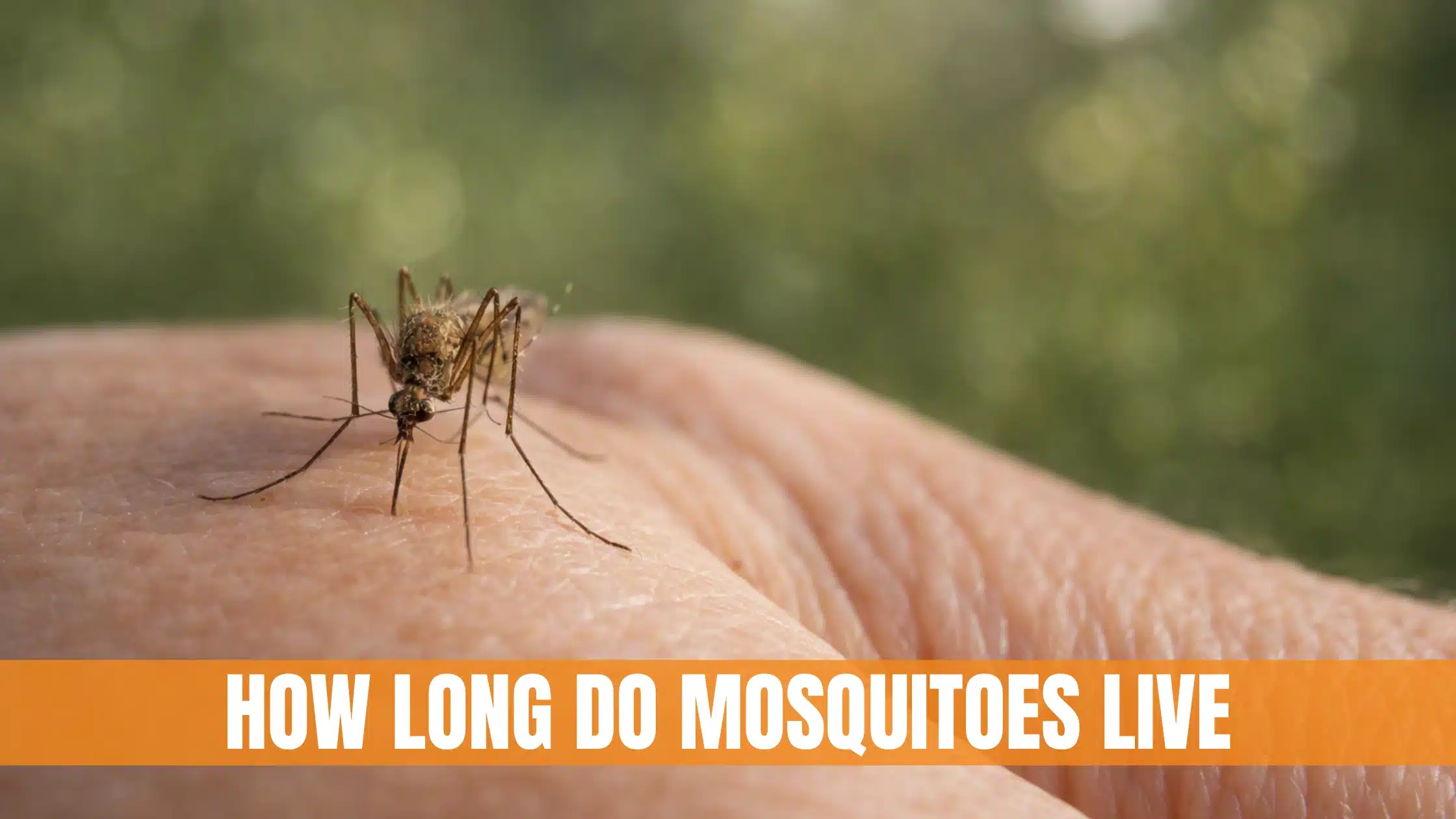 How Long Do Mosquitoes Live For