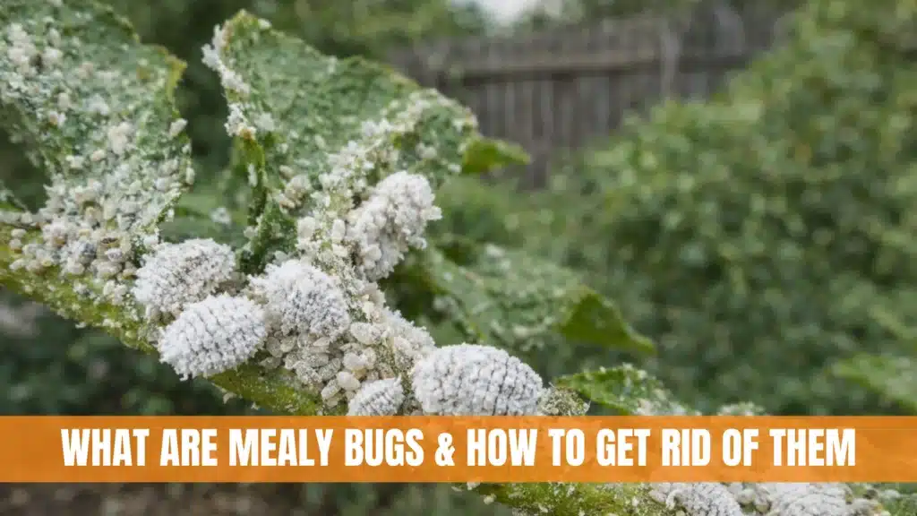 What Are Mealy Bugs