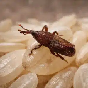 Granary Weevils