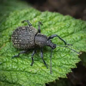 Root Weevils