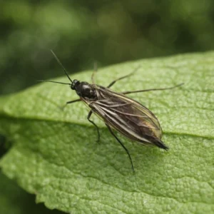 Fungus Gnats
