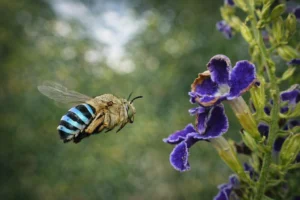 Blue Banded Bee (Amegilla cingulata)
