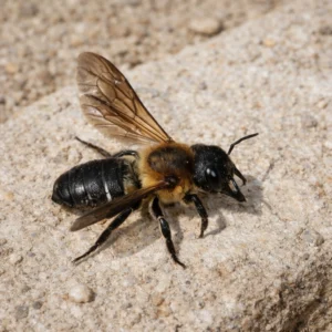 Resin Bee (Megachile species)