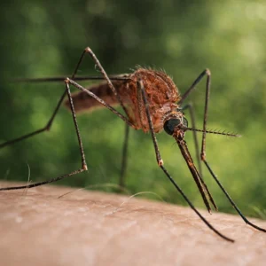 Anopheles Mosquito